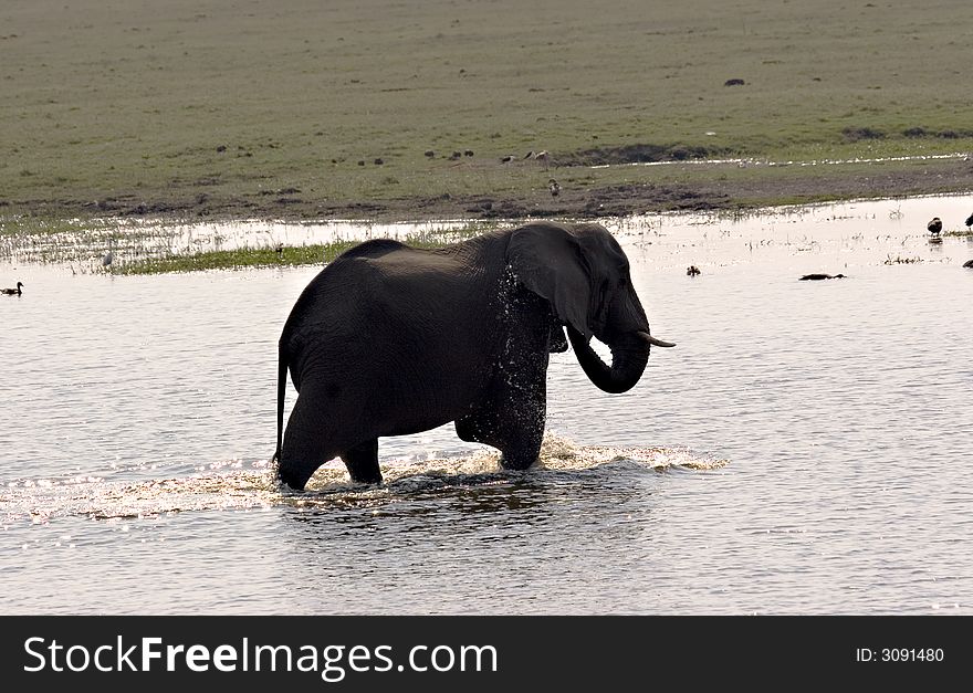 Elephant bathing in the Chobe River in Botswana