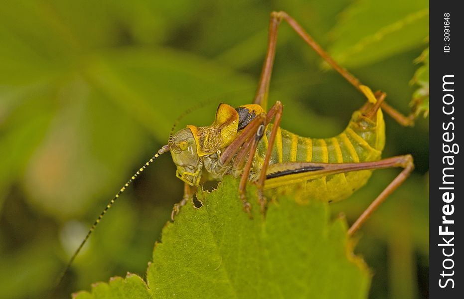 Close up on grasshopper in the field