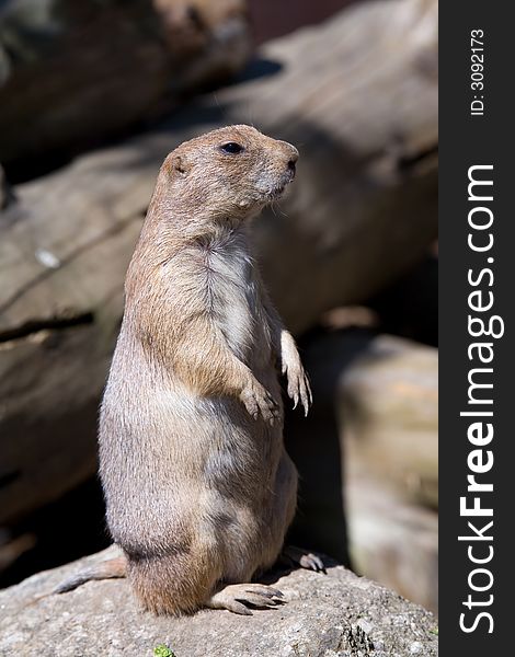 A prairie dog standing on its hind legs. A prairie dog standing on its hind legs