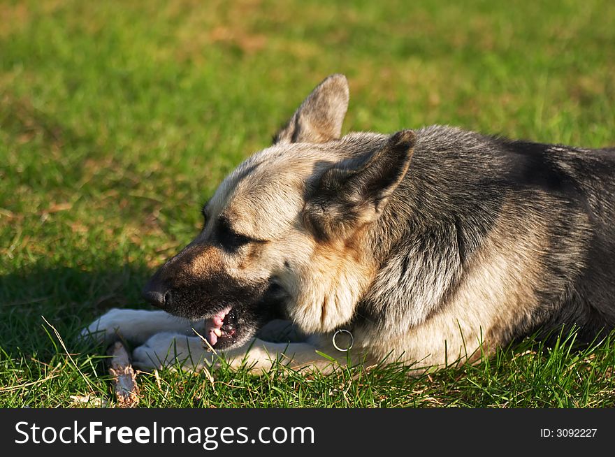 German shepherd dog playing in a garden