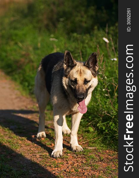 Nice german shepherd standing up. Nice german shepherd standing up