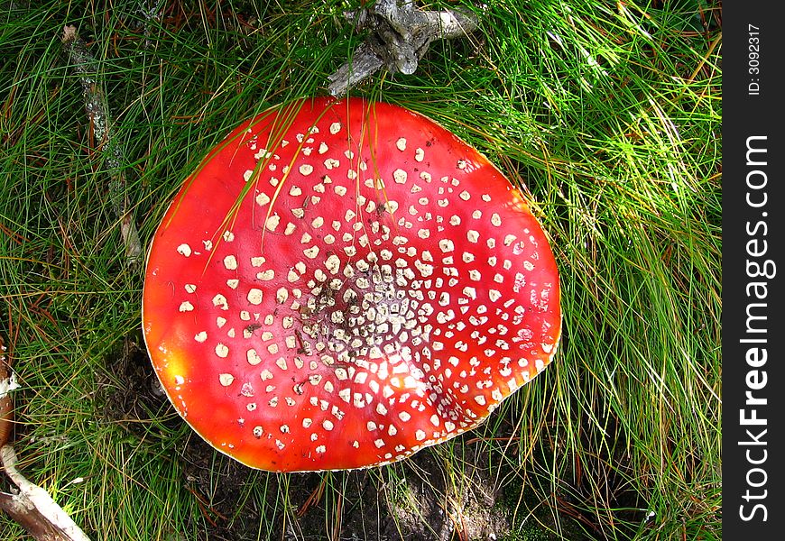 This is a colorful fungus, the picture was taken in the mountains. This is a colorful fungus, the picture was taken in the mountains.