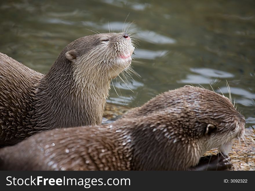 Two captive otters feeding together