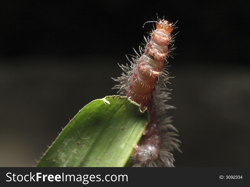 A worm on grass, reaching up for my lens.