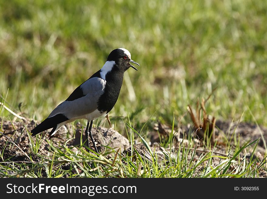 Plover bird watching over its young and talking. Plover bird watching over its young and talking