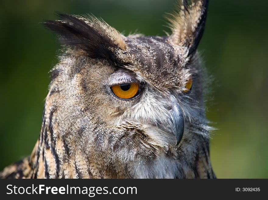 A close up of a European eagle owl