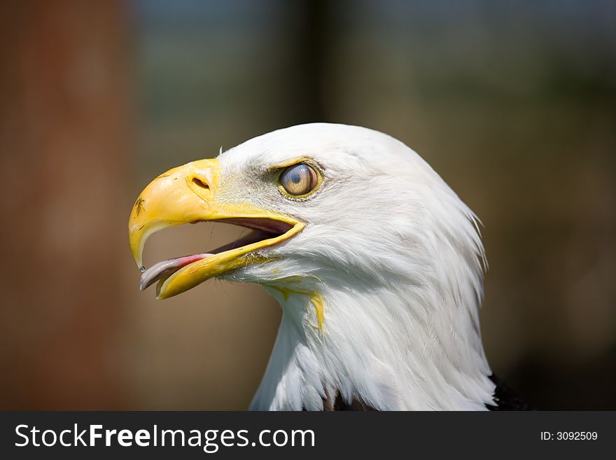 A close up of a Bald eagle with eye membrane closed