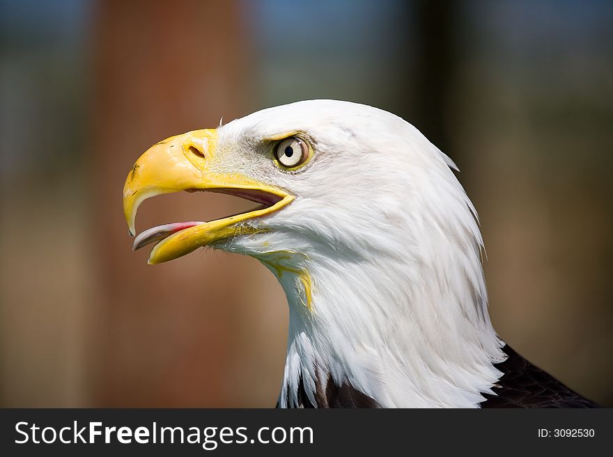 A close up of a Bald eagle