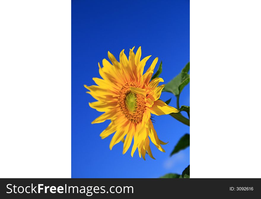 Sunflower in garden, clear blue sky, selective focus,

Helianthus annuus,