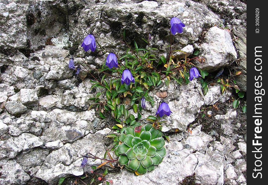 These flowers grow only in Romanian mountains zones. These flowers grow only in Romanian mountains zones.