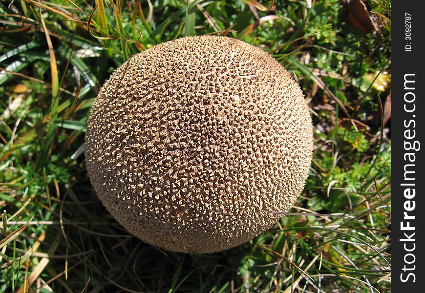 Fungus,mushroom Mountain