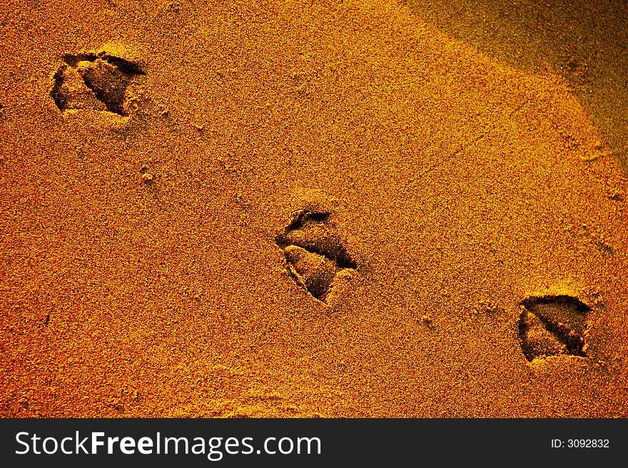 Three seagull footprints in the sand. Three seagull footprints in the sand.