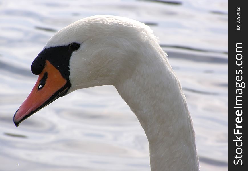 Portrait of swan on a background water