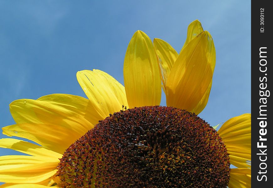 End of sommer - sunflower in sun