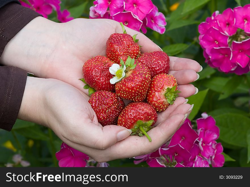 Hands with red strawberries