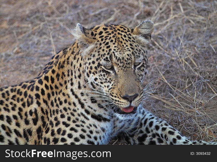 The leopard lies panting in the Kruger National Park, South Africa. The huge feline is a powerful hunter and can drag an impala buck high up a tree to keep it from predators. The leopard lies panting in the Kruger National Park, South Africa. The huge feline is a powerful hunter and can drag an impala buck high up a tree to keep it from predators.