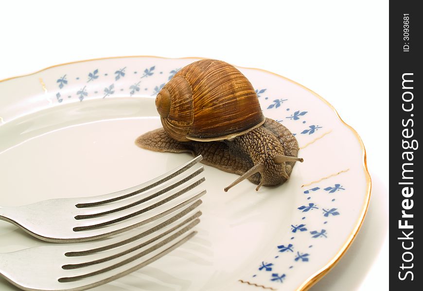 Snail crowling on blank plate with two forks closeup. Snail crowling on blank plate with two forks closeup