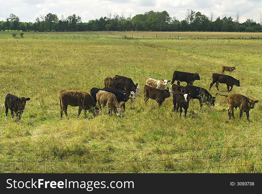 Several head of beef cattle stand in a grassy field. Several head of beef cattle stand in a grassy field.