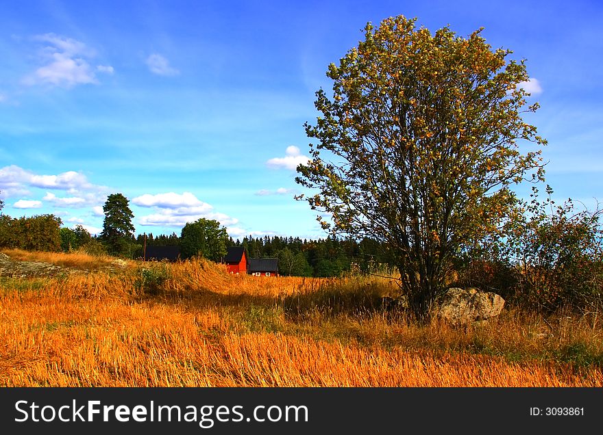 One tree on a field, Do you see the red house ?. One tree on a field, Do you see the red house ?