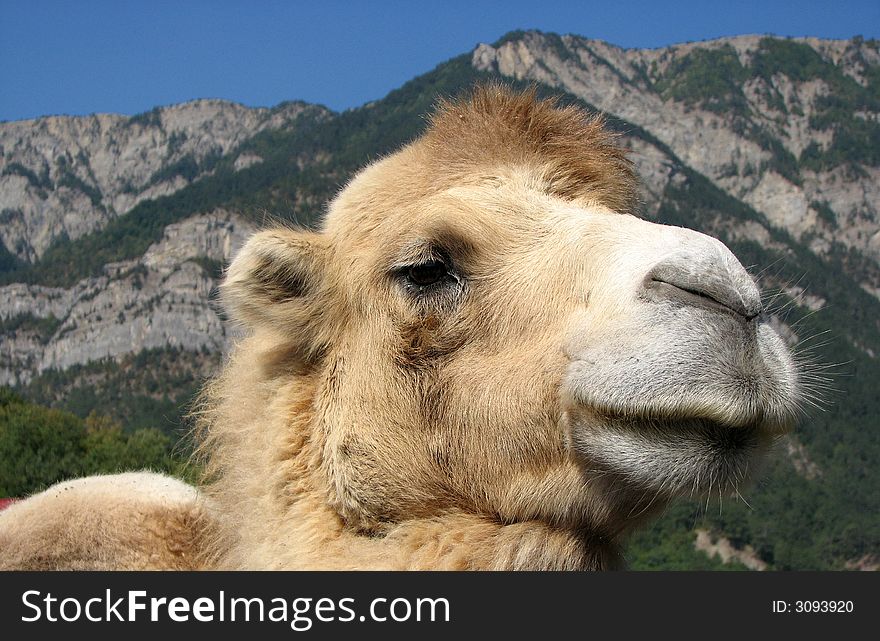 Fine camel on the background of mountains. Fine camel on the background of mountains