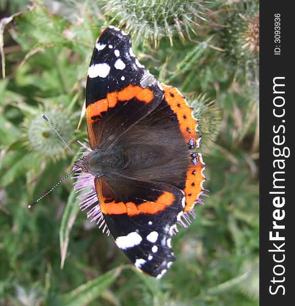 Red admiral butterfly on flower in UK. Red admiral butterfly on flower in UK