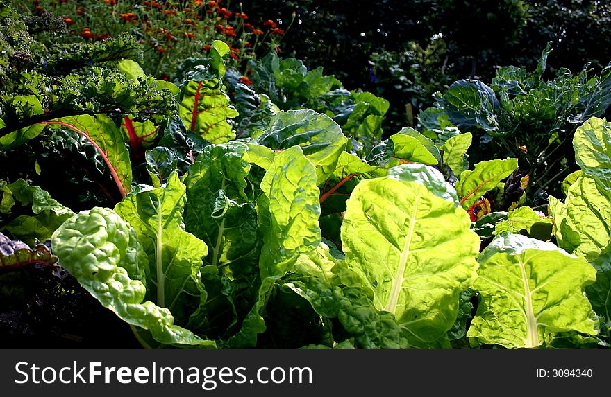 Lettuce In Garden