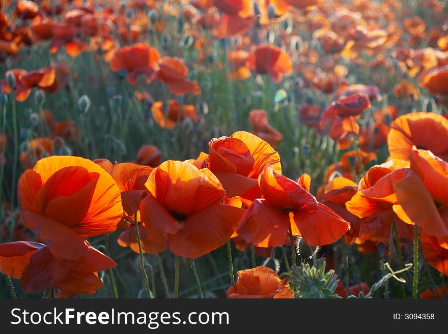 Red poppies on a field in beams of the sun. Red poppies on a field in beams of the sun