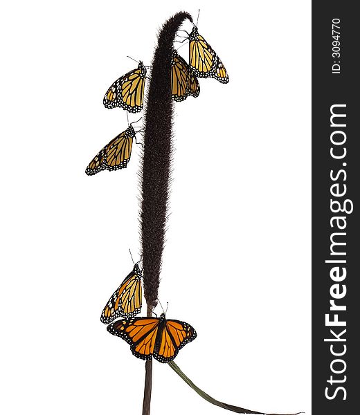 Monarch butterflies on a cattail plant