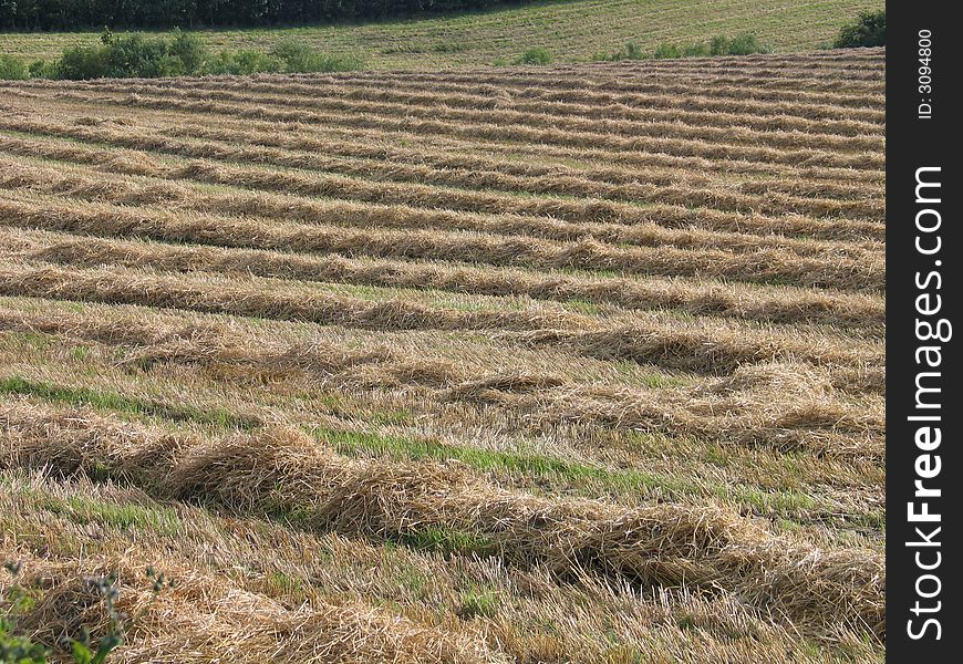 Hay field in Fyn Denmark. Hay field in Fyn Denmark