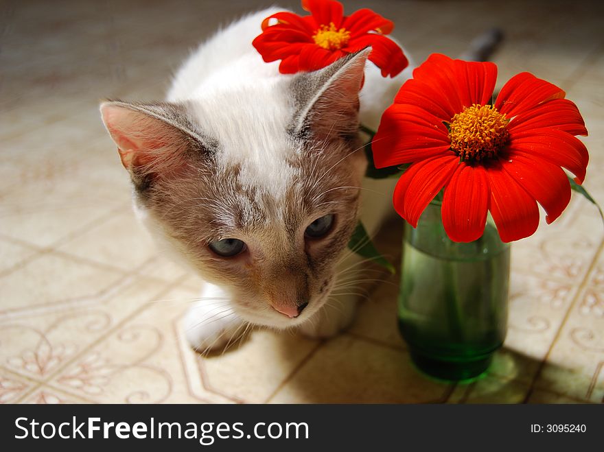 A cute little Siamese mixed kitten poking her head out from under a few flowers in a vase. A cute little Siamese mixed kitten poking her head out from under a few flowers in a vase.
