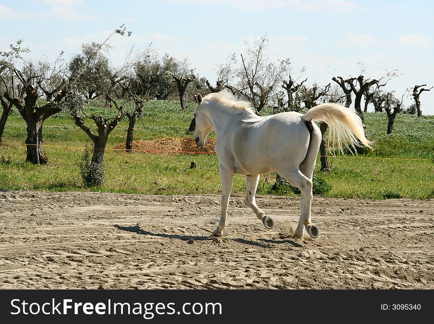 Wild white horse running in the field