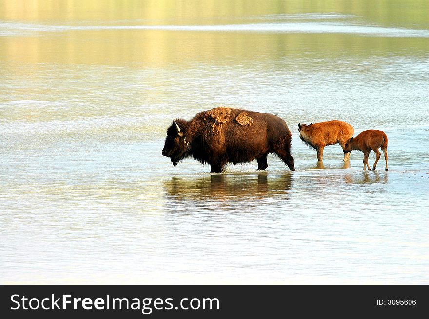 A family of American bison cross a shallow North Dakota river. A family of American bison cross a shallow North Dakota river.