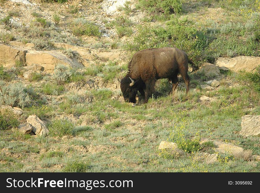 An American buffalo grazing on the wild grasses in North Dakota. An American buffalo grazing on the wild grasses in North Dakota.