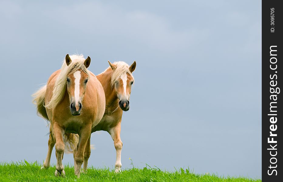 Two horses in the meadows with stormy clouds.