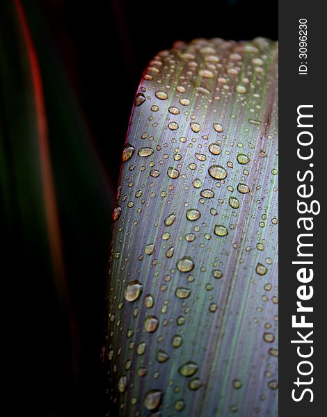 Macro of water droplets on green leaves taken in the pacific coast city of Cannon beach Oregon. Macro of water droplets on green leaves taken in the pacific coast city of Cannon beach Oregon