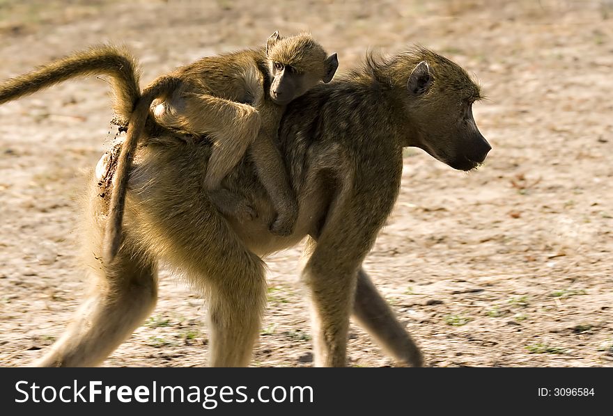 Baby baboon on mothers back in Chobe Game Reserve. Baby baboon on mothers back in Chobe Game Reserve