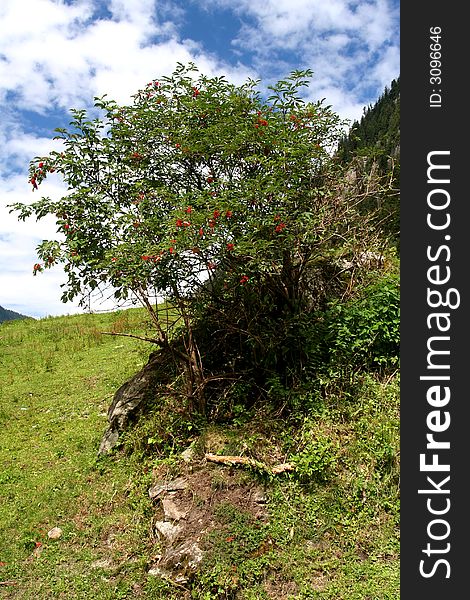 Image of redcurrant tree captured in Austrian Tirol
