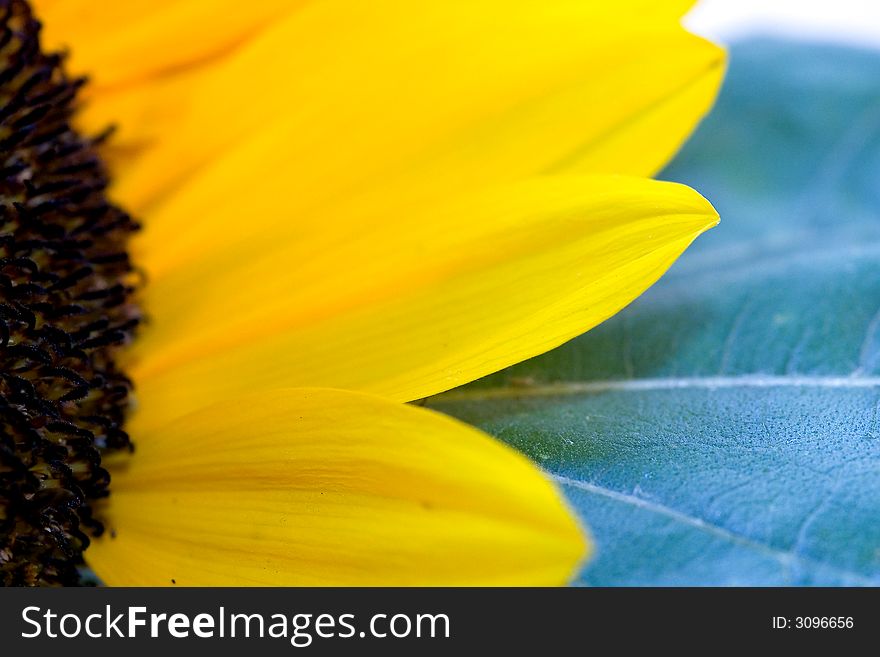 Sunflower have been some petals