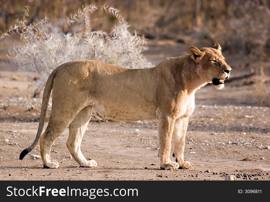 Lioness in Tuli Block Game Reserve in Botswana