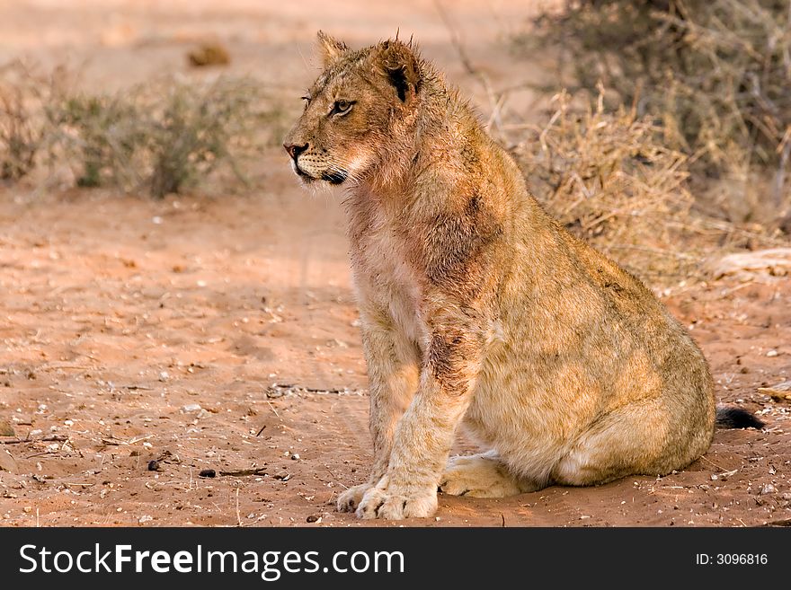 Lion cub sitting down for a rest in Tuli Block Botswana