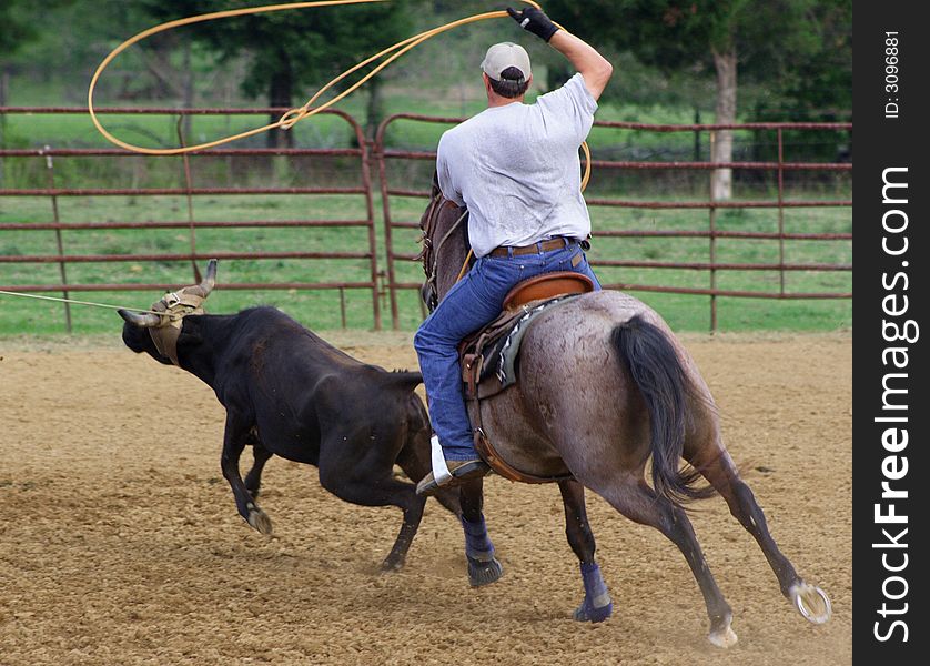 On the horse, roping the heals of a calf. On the horse, roping the heals of a calf.