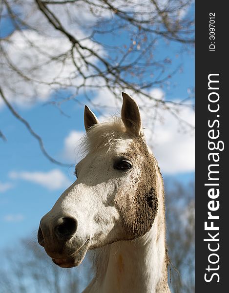 White horse in a dirt on a background of the sky with clouds