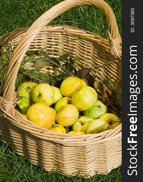 Fresh juicy just picked from the tree apples in a basket