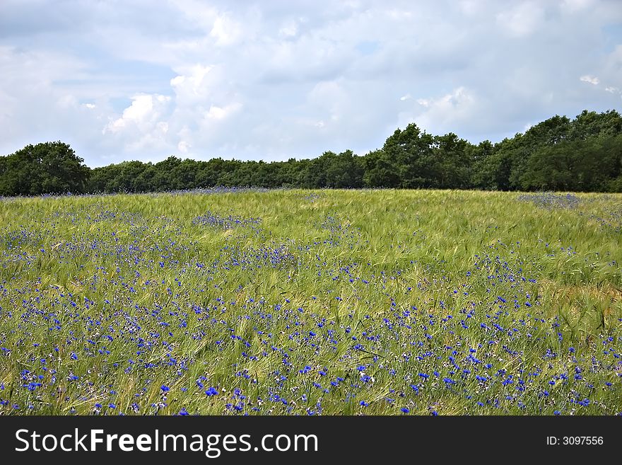 Field with blue summer flowers. Field with blue summer flowers