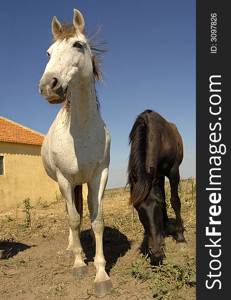 Two cute horses pose for portrait in farm. Two cute horses pose for portrait in farm