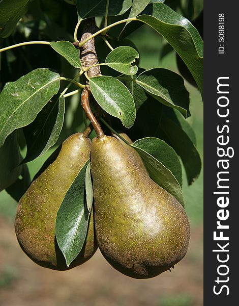 Two ripe bosc pears on the tree.