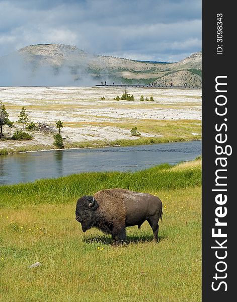 Byson In Yellowstone National