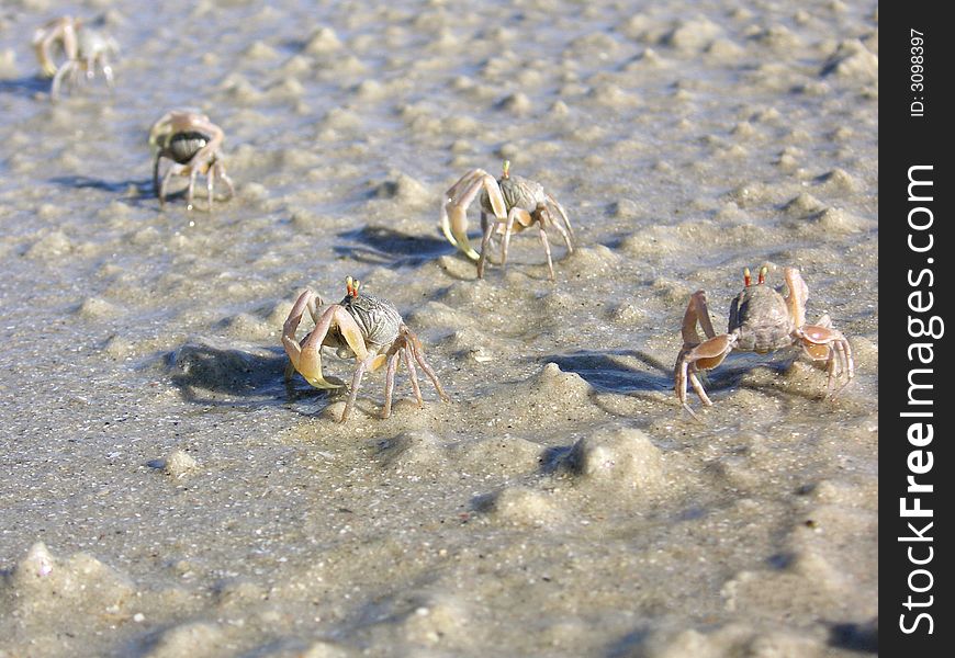 The little crab walk at the seaside. The little crab walk at the seaside