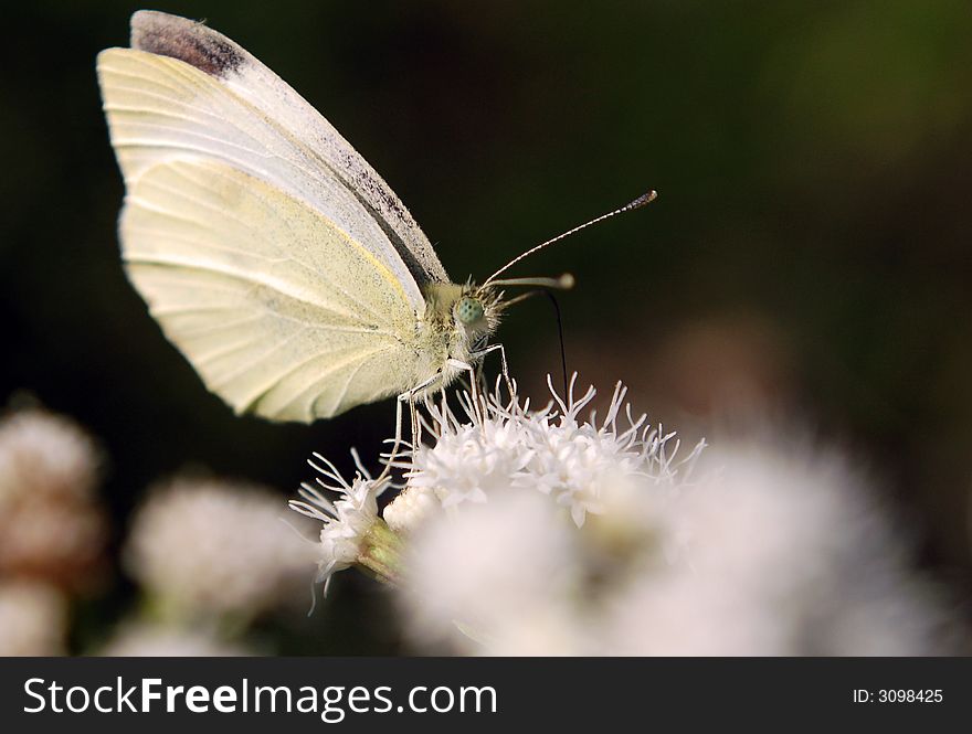 A sulpher butterfly nectaring on a flower