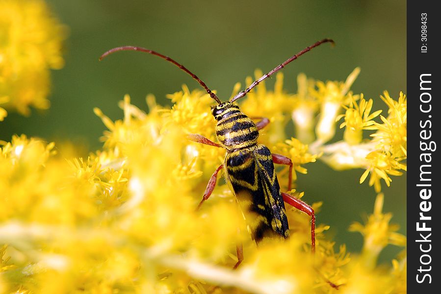 Locust borer beetle on goldenrod